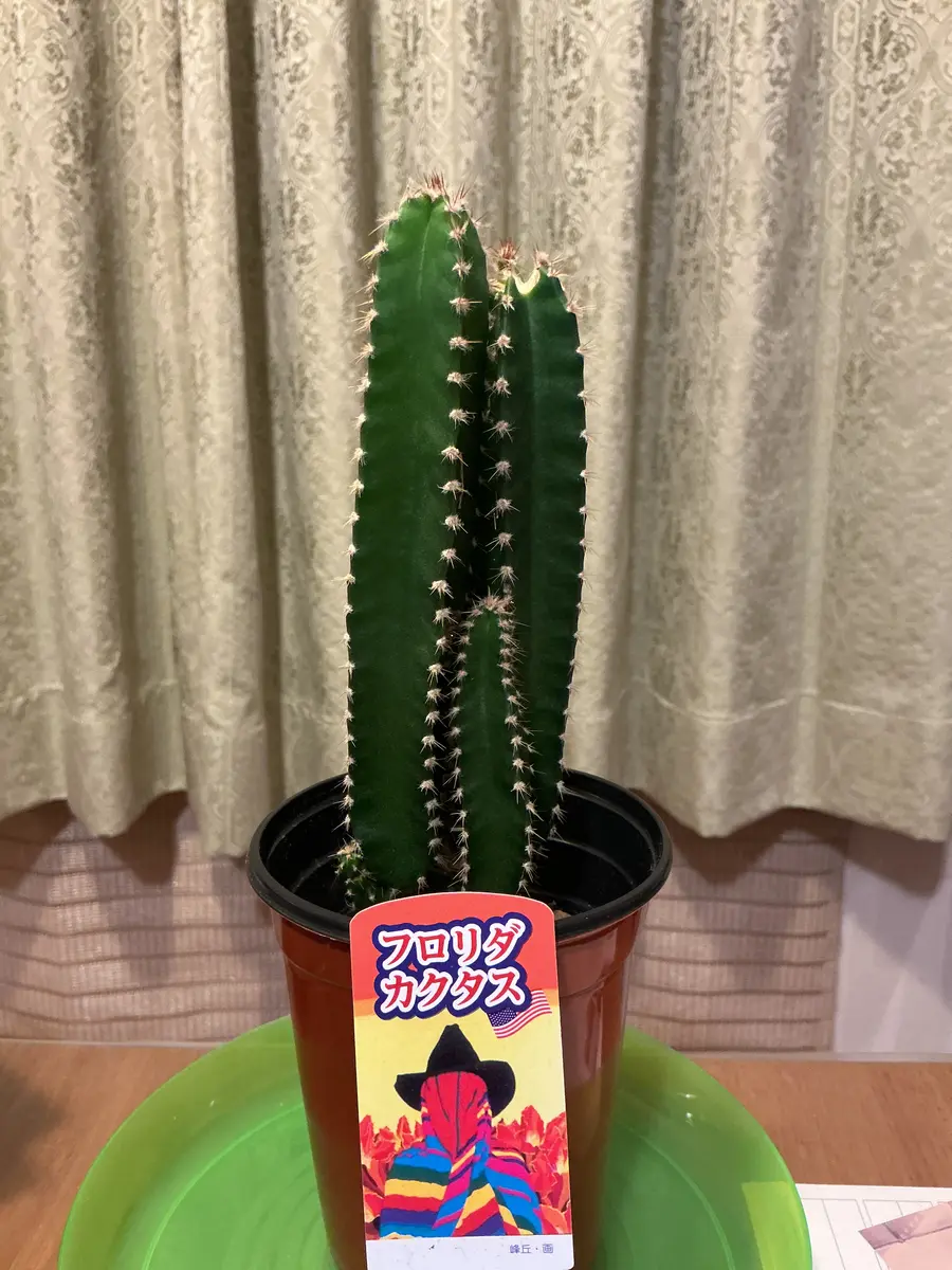 初質問失礼します！水やりについての質問です！本日高さ約15｜園芸