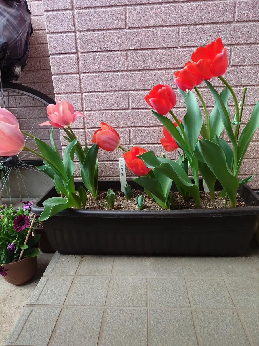 初めてチューリップを球根から育てカラーも4色で植えました。他