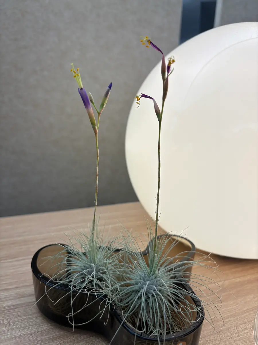 10年ほど育てているエアプランツです。今年初めて花が咲いたの