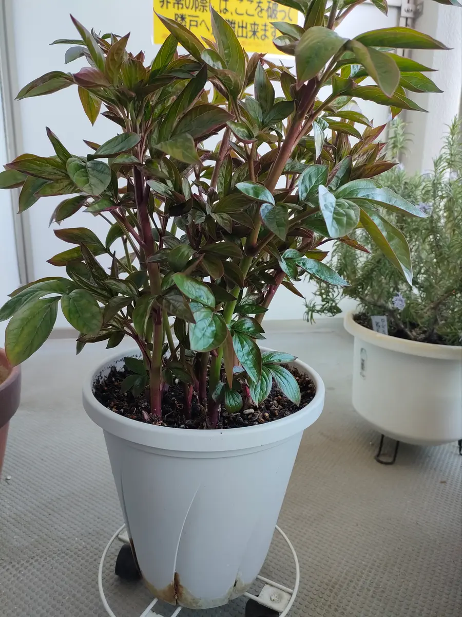 芍薬についての質問です。一昨年秋に知人から株分けされた芍薬