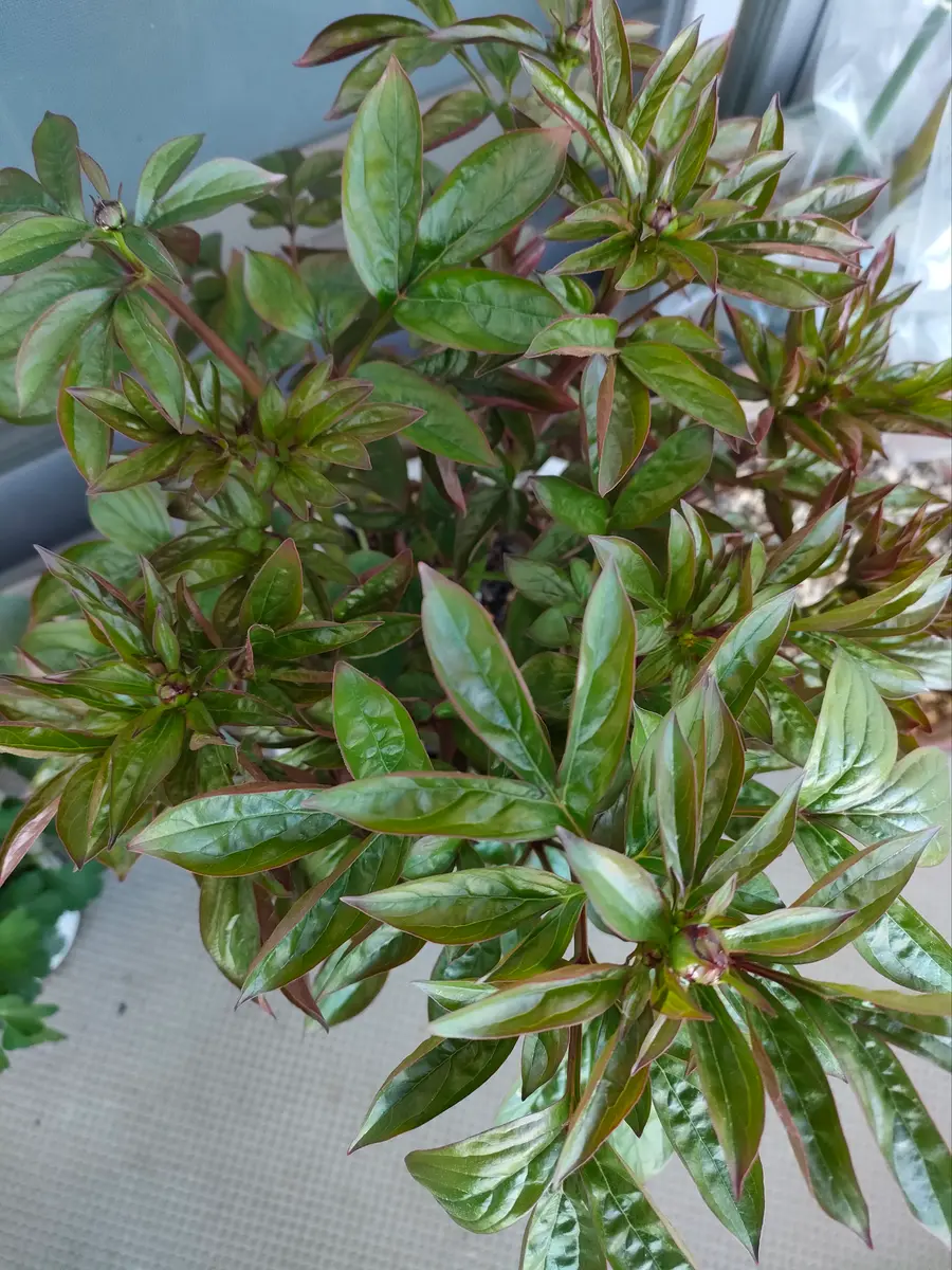 芍薬についての質問です。一昨年秋に知人から株分けされた芍薬