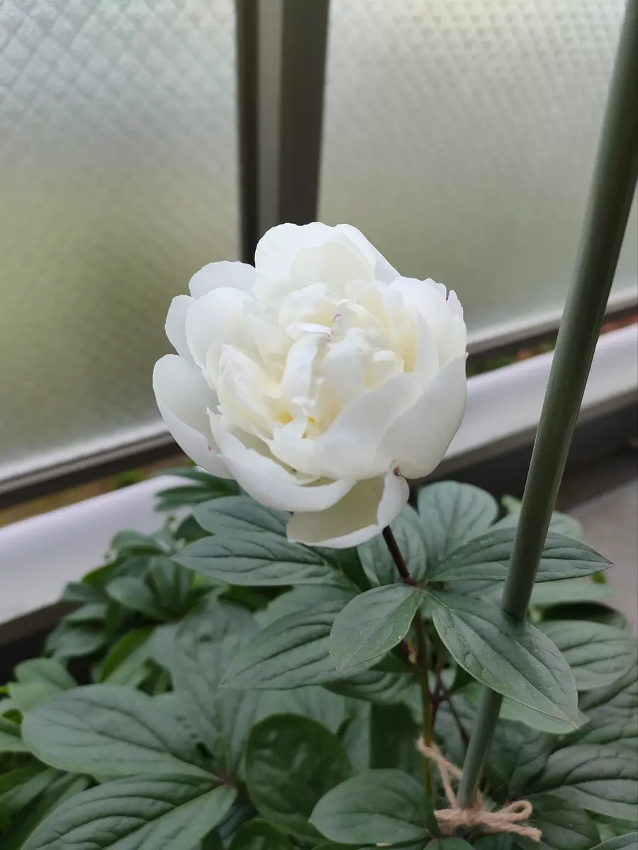 芍薬についての質問です。一昨年秋に知人から株分けされた芍薬