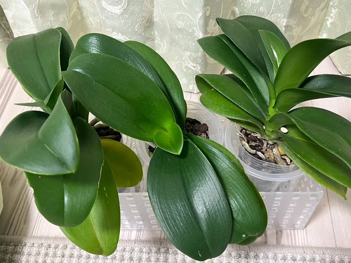 昨年の秋に花が終わった胡蝶蘭を買いました。植え替え適期では 