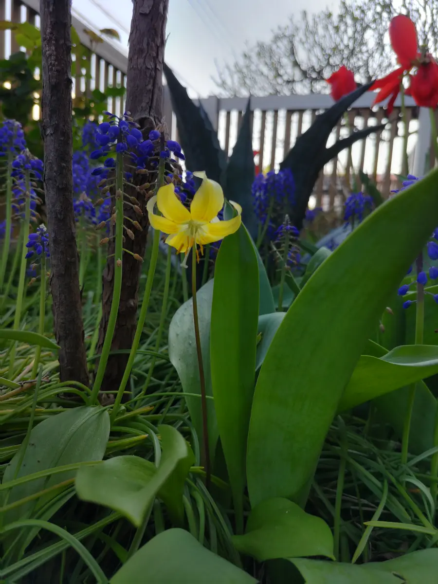 自宅の花壇に黄色のカタクリのような花が1輪だけ咲きました。こ