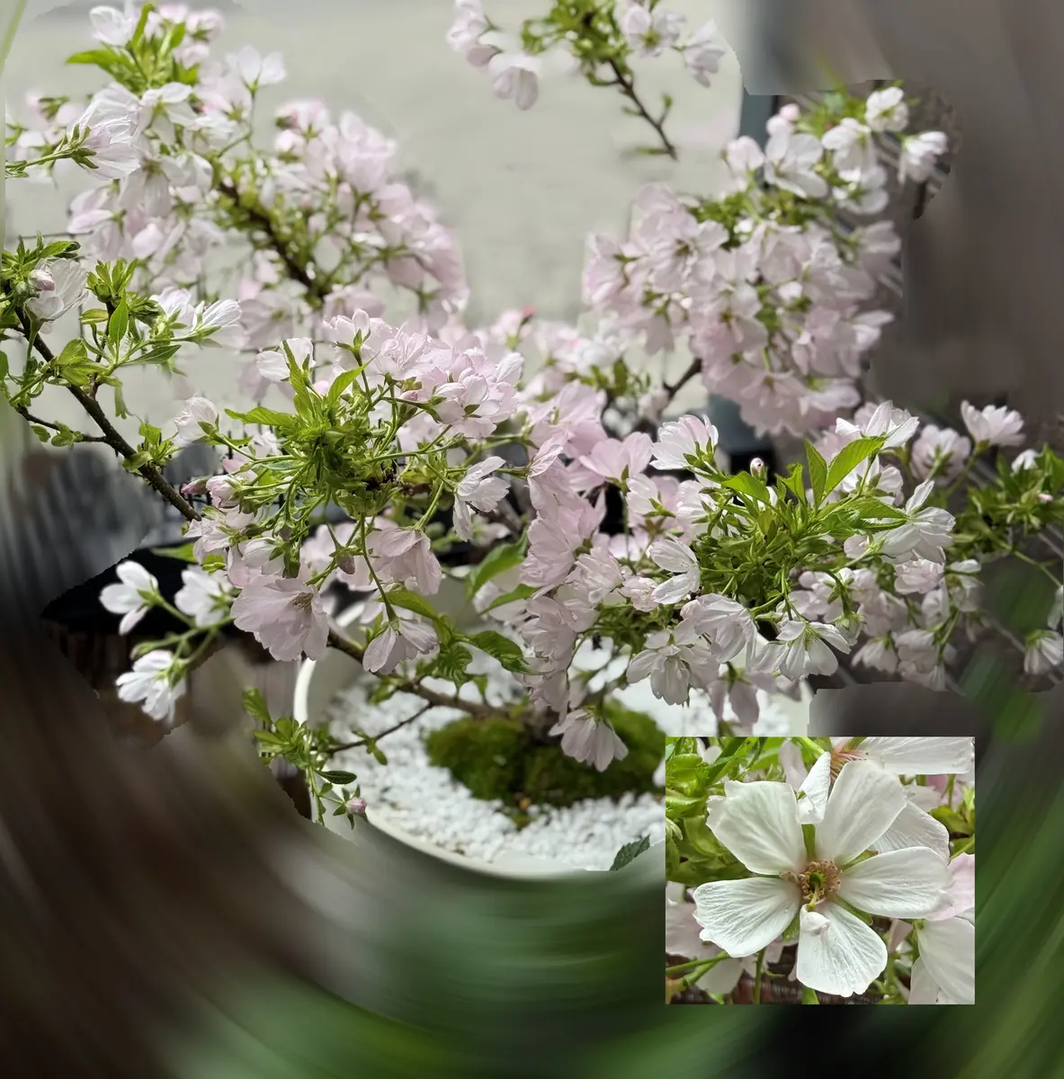 昨年5月に旭山桜の盆栽を購入して今年花が咲いたのですが、旭