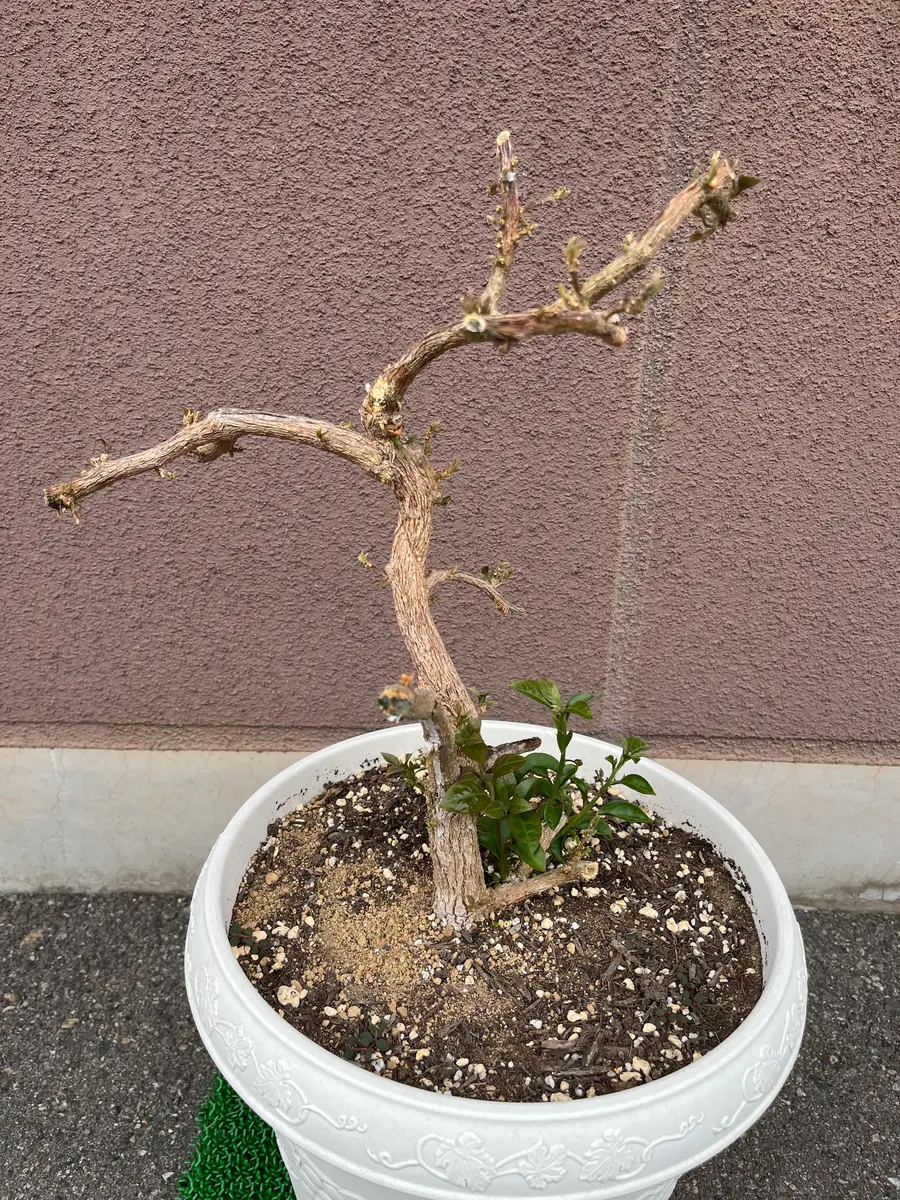 ブーゲンビリアなのですが、昨年剪定し春を迎え新芽が出始めて