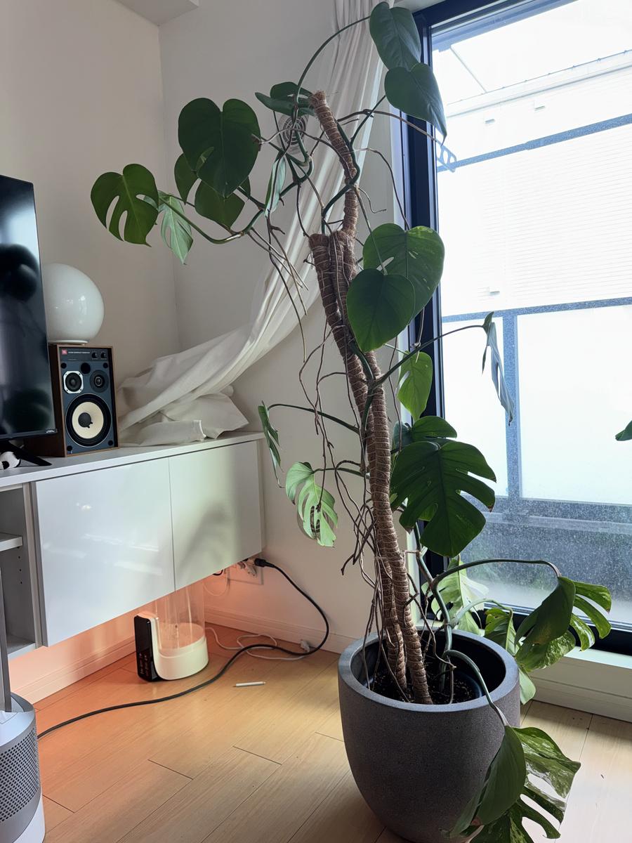 斑入りモンステラです。剪定について質問です。日光不足だった 
