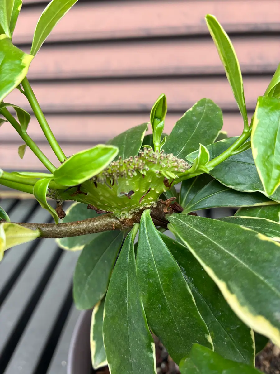 予備の挿木で育てている沈丁花です。花終わりに枝の途中からサ