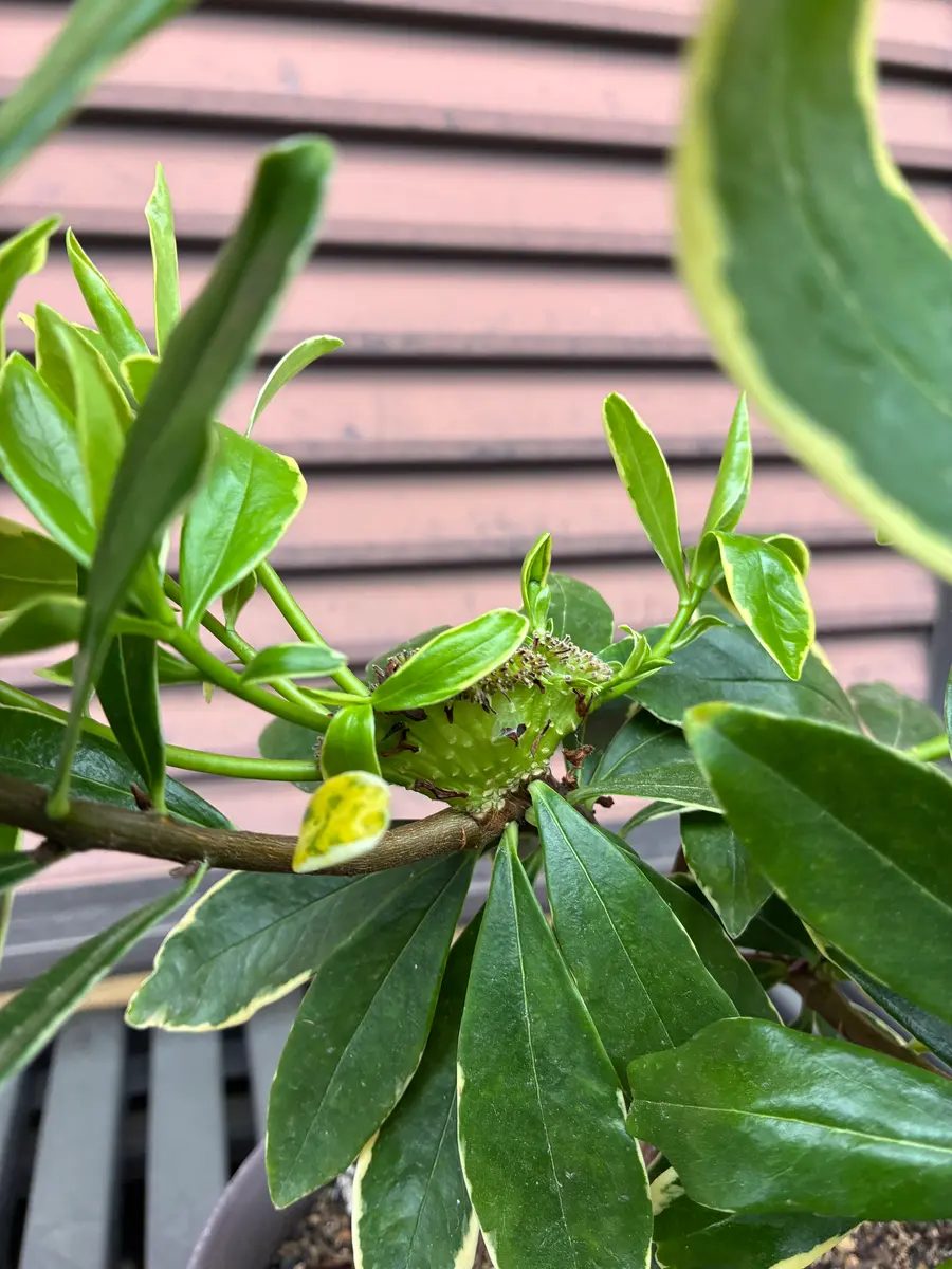く日はお得♪ キキ様 確認画面 沈丁花 2芽つき 1苗 膨らん