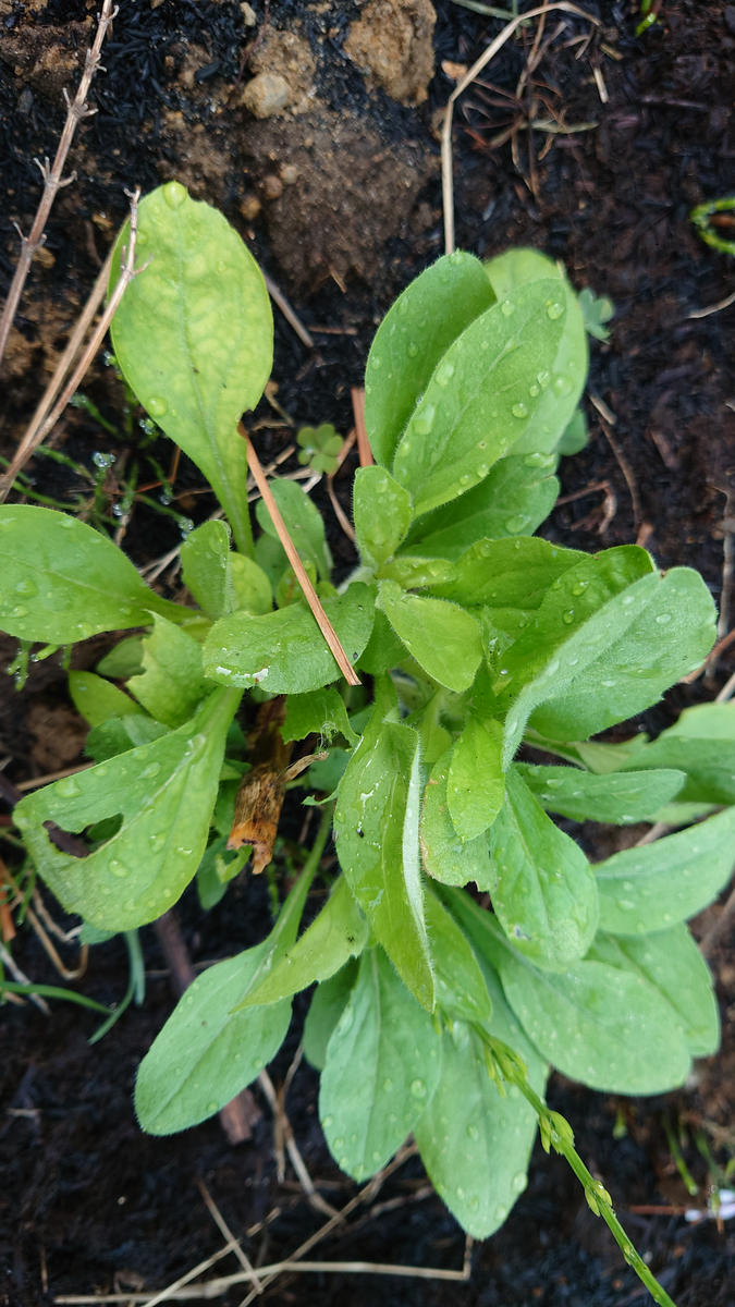 庭に謎の植物が生えていて抜くか悩んでいます。中心が木質化し 