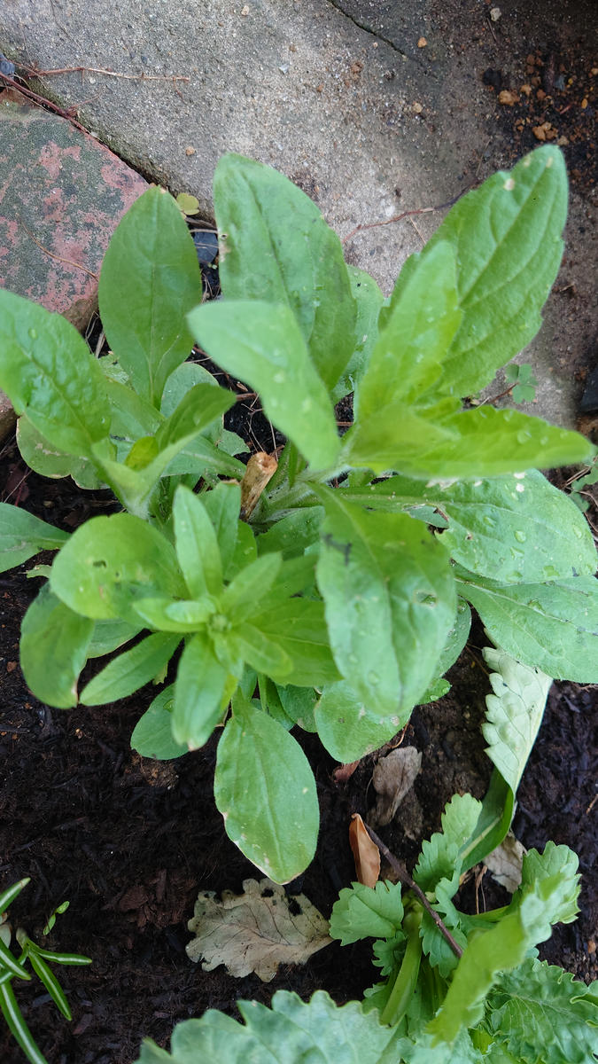 庭に謎の植物が生えていて抜くか悩んでいます。中心が木質化し 
