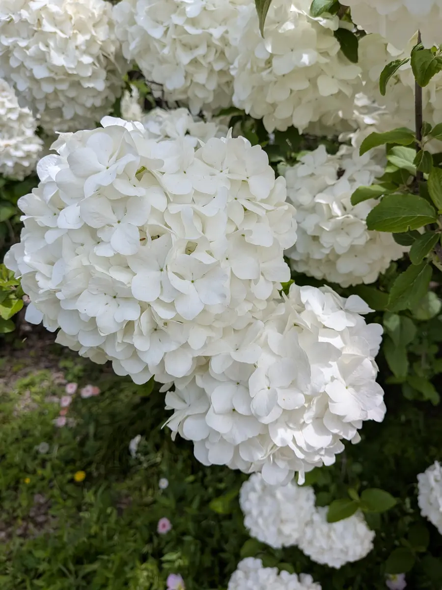 近くのフラワーパークに咲いている花木です。名前が付いていな