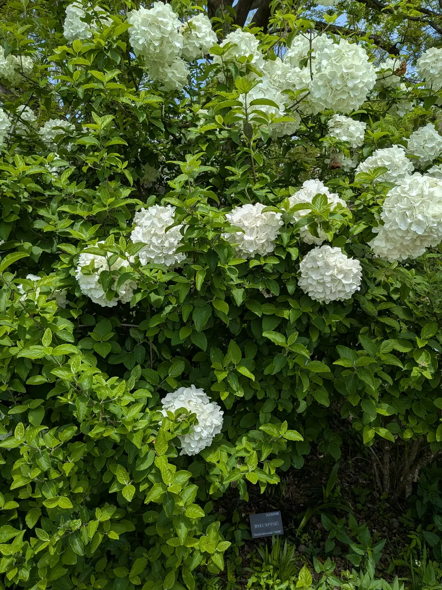 植木、盆　名前や状態不明！　大きめ 先日購入した苗の名前を忘れてしまい、育て方が検索できず困っ