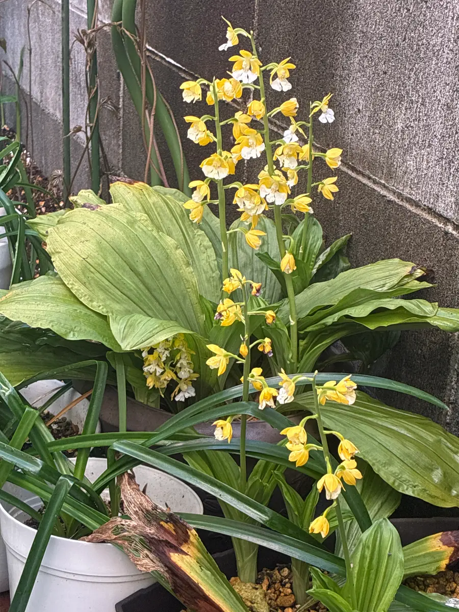 エビネを育てていますが、種類がわからずです。おわかりになる