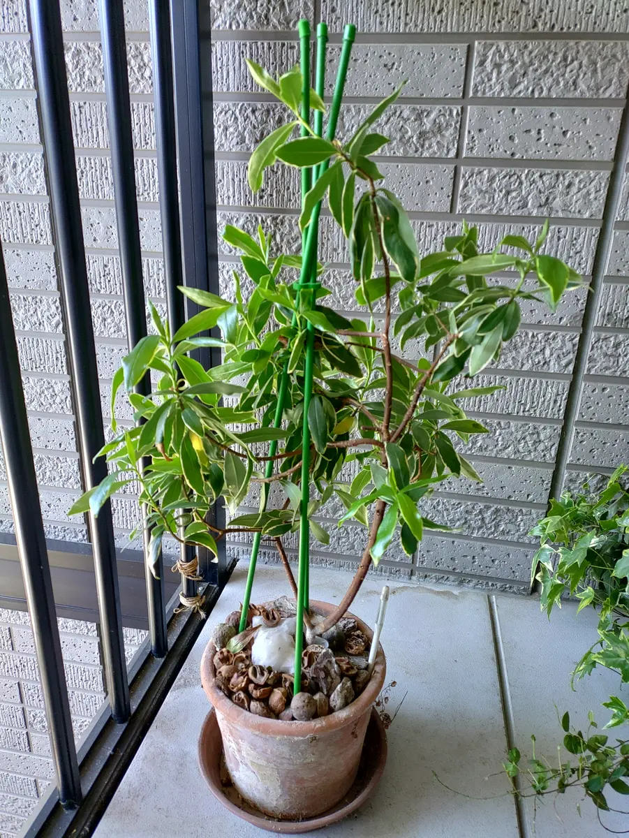 以前質問させていただきました沈丁花についてです。花も散りま