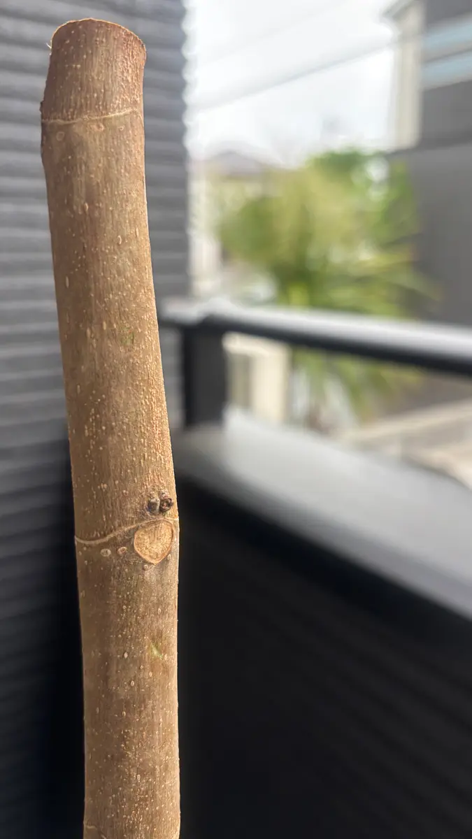 雑談・相談ルーム 購入の場合2枚目の写真のイチジクの苗を送ります。 イチジクの苗(1年生）を購入し鉢にうえました。3日目ですが、葉