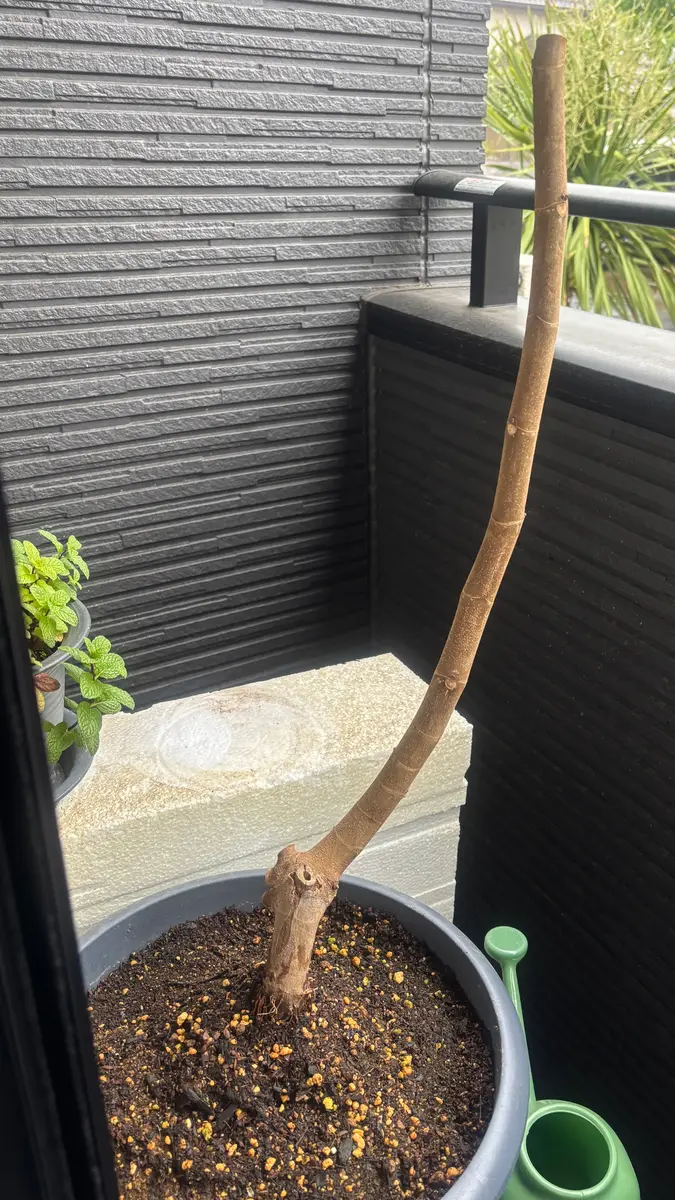 雑談・相談ルーム 購入の場合2枚目の写真のイチジクの苗を送ります。 イチジクの苗(1年生）を購入し鉢にうえました。3日目ですが、葉