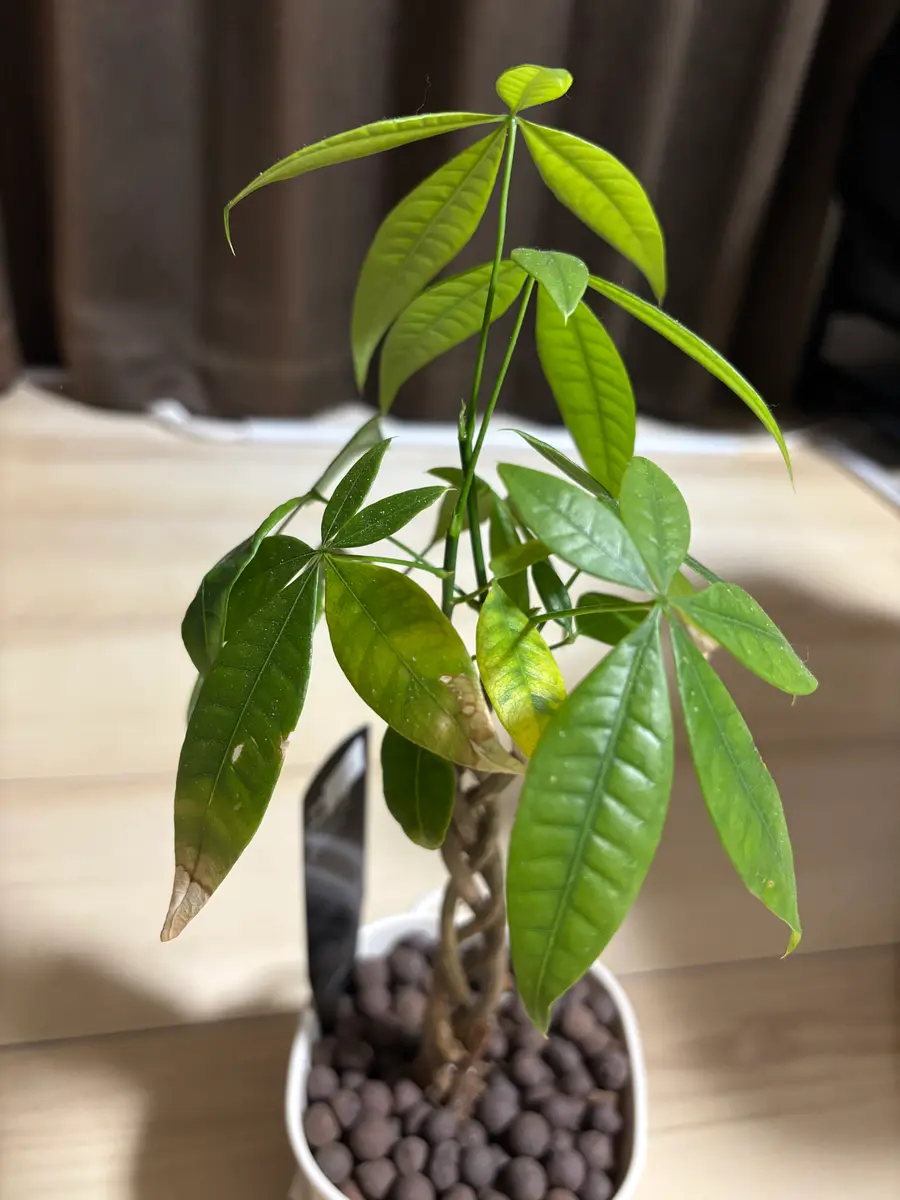 確認用　パキラ 観葉植物 緑色の葉 とても気に入ってたパキラが元気なく、葉が黄色く、緑も薄い色