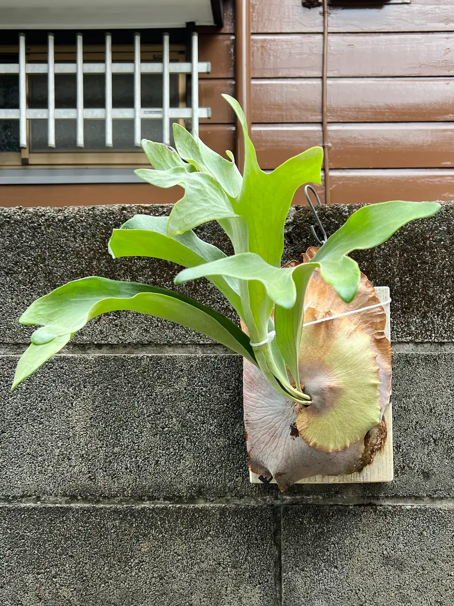 ビカクシダのヒリーについてご相談させてください。お手頃で｜園芸