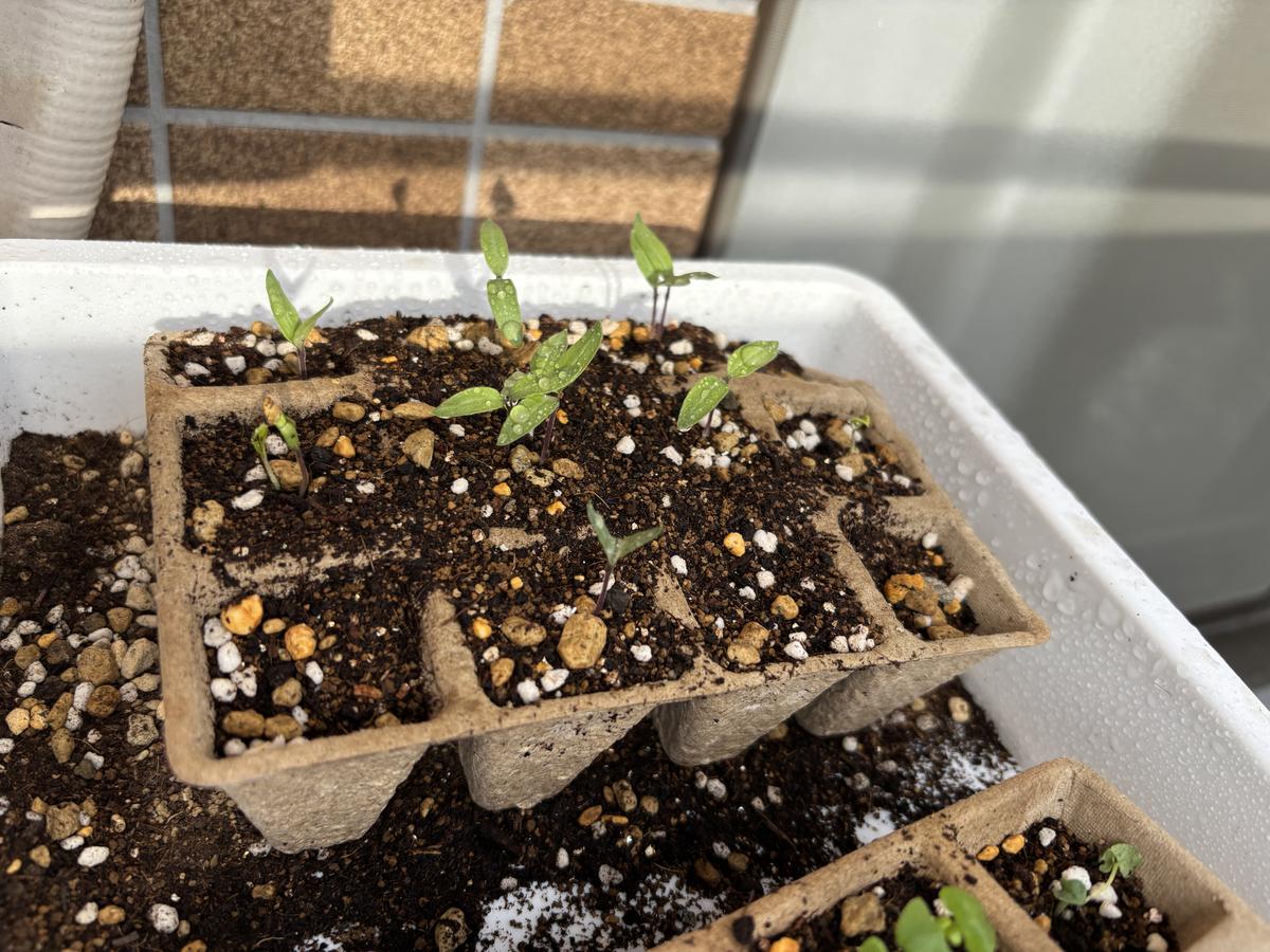 初めて家庭菜園を始めました。5/3より5〜7日ほど家を空けない...｜園芸 