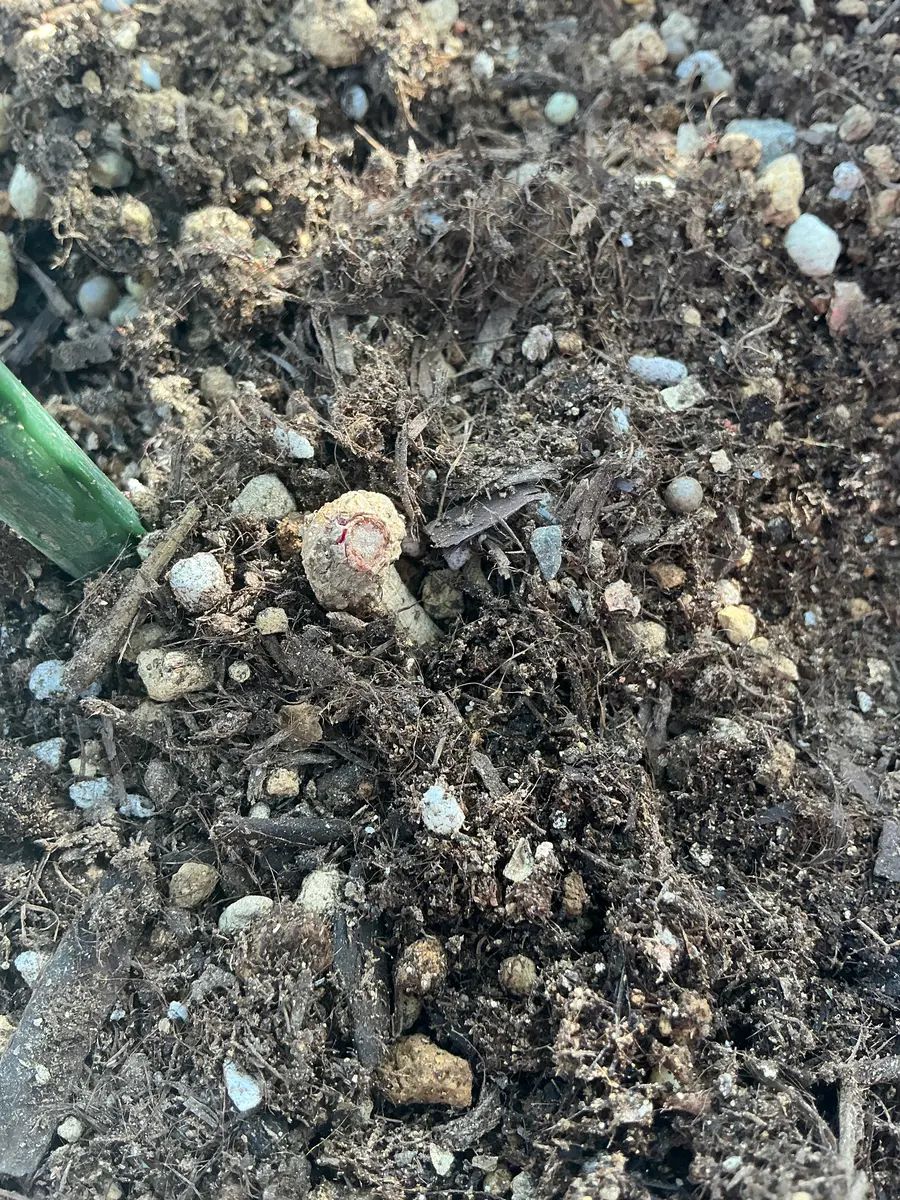 ダリアの球根を購入して発芽点が見えたので2週間前に植え付けを