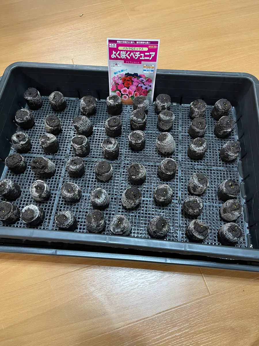 ペチュニアを種からスタートしました。しかし、成長が遅いよう