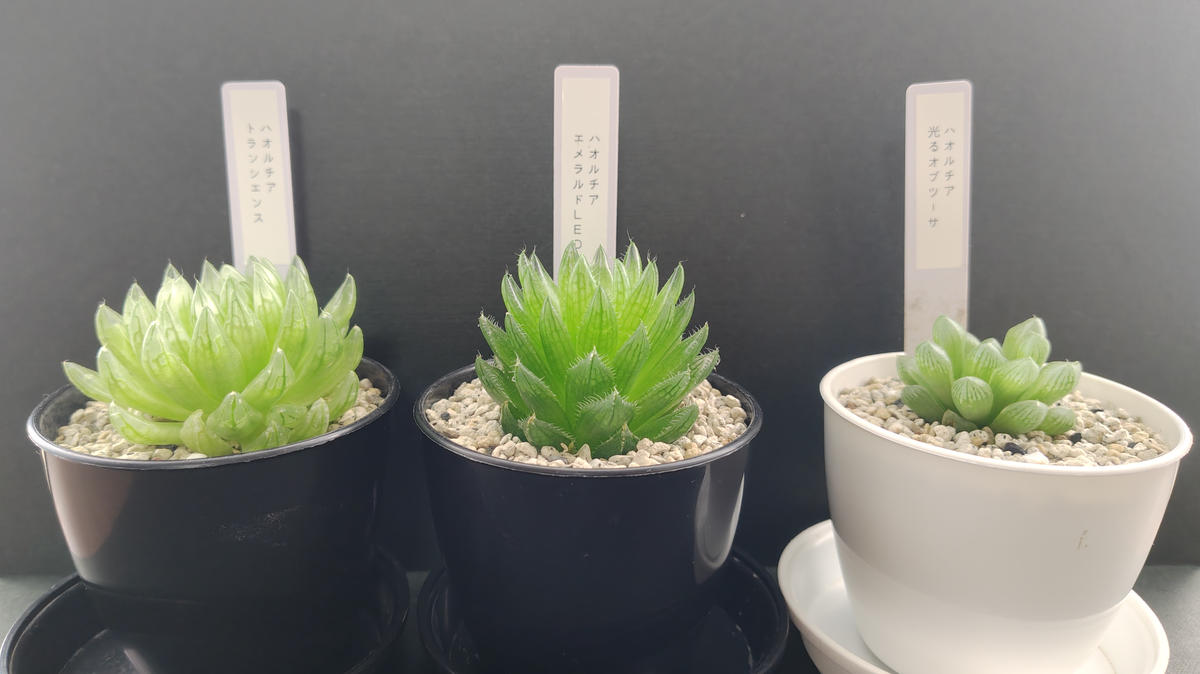 ハオルチアが徒長しているかどうかご意見をいただけないでしょ 