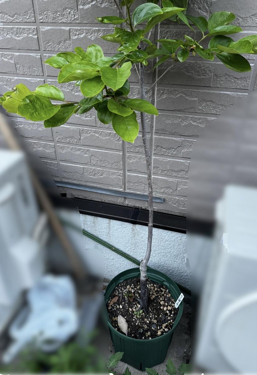 去年の秋に購入した甘柿です。根っこは元々真っ黒だったのです 