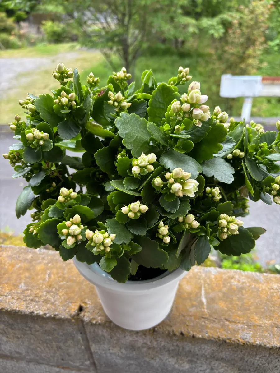 教えて下さい。カランコエがこの状態から、開花しません。原｜園芸