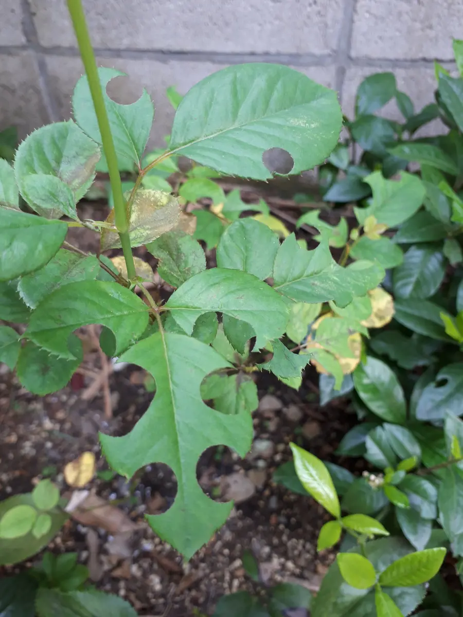 バラの葉っぱにきれいに丸く穴が開けられていました。なんと言