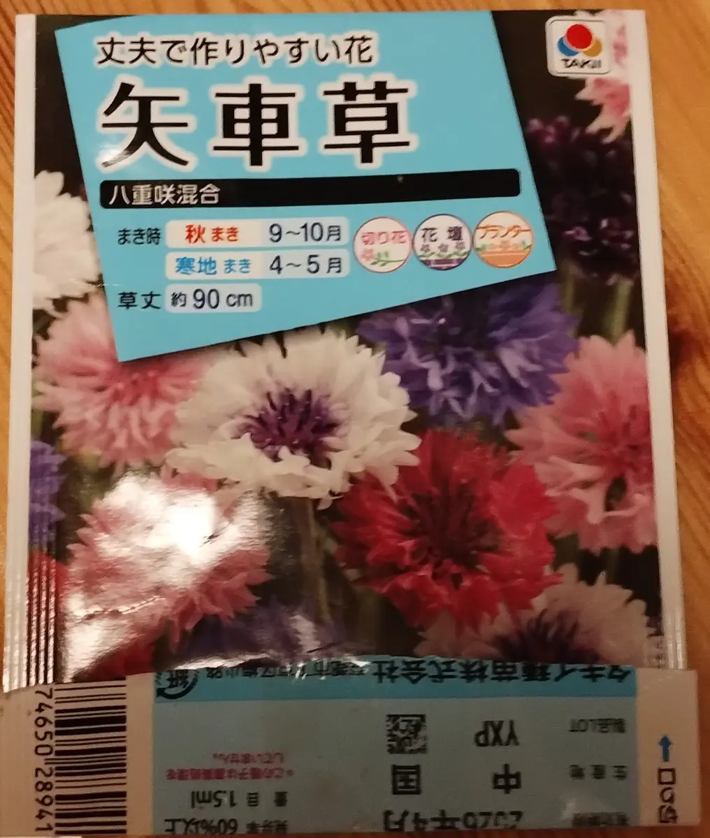 タキイの矢車草の種から育てて今花がたくさん咲いています。写
