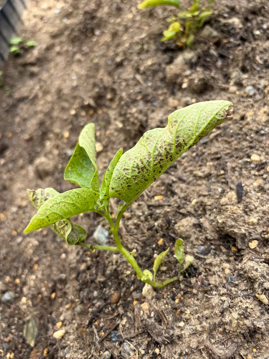 元々手入れされてない庭に野菜用の土を買って家庭菜園を初めま