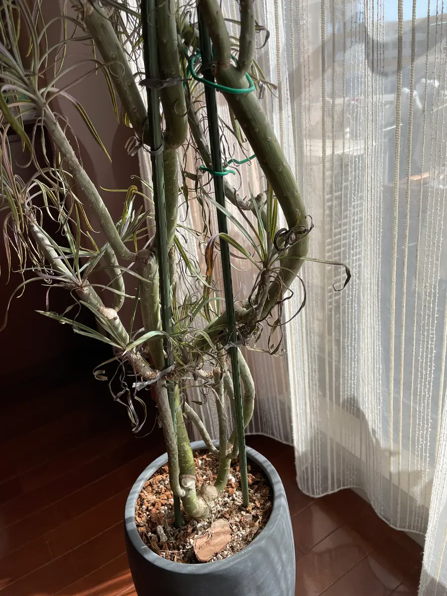 今年2月から初めて育てているモンキーツリーです。4月ごろから
