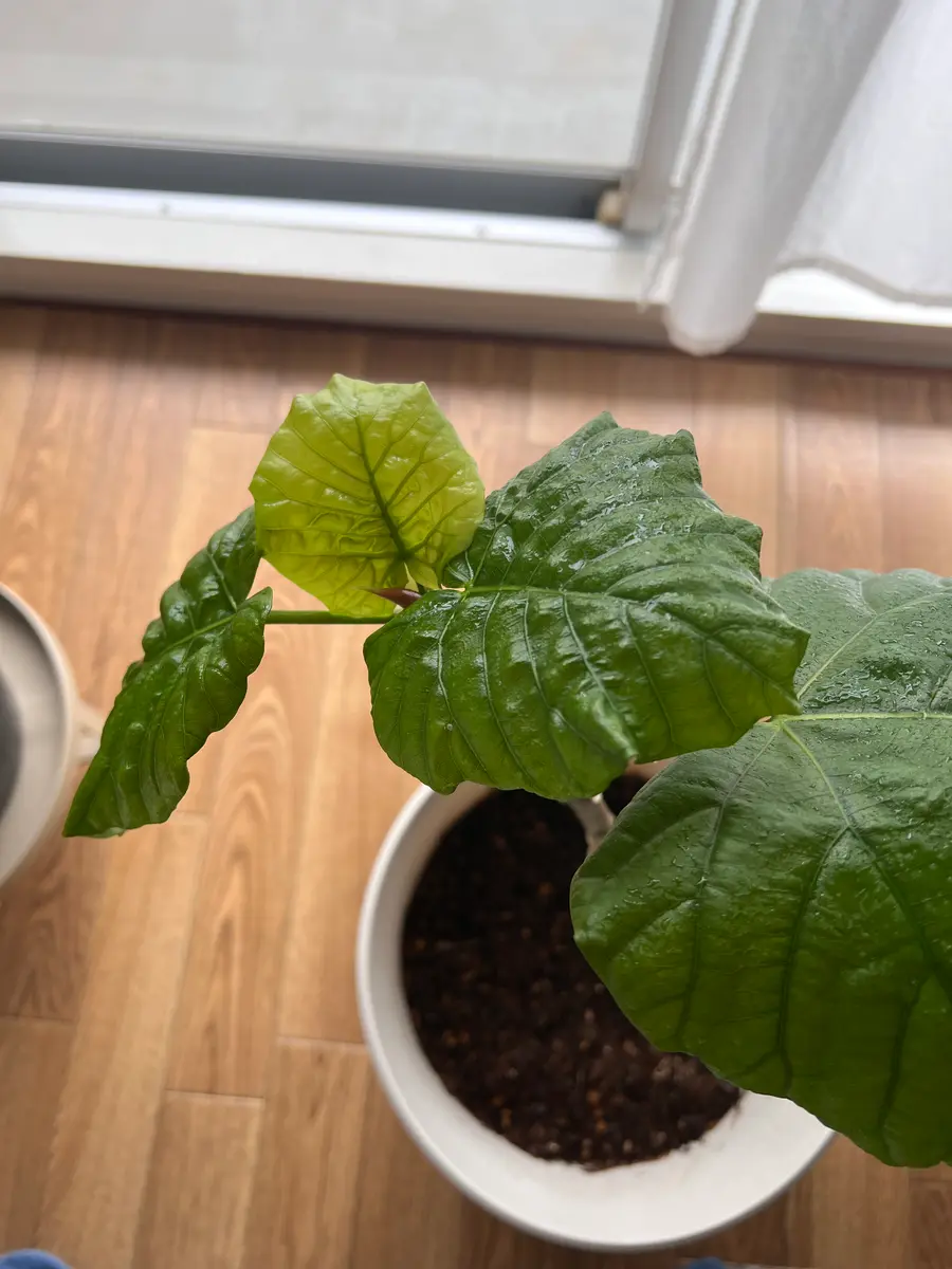 先日挿し木をして植え替えたウンベラータが1週間してしっかり根