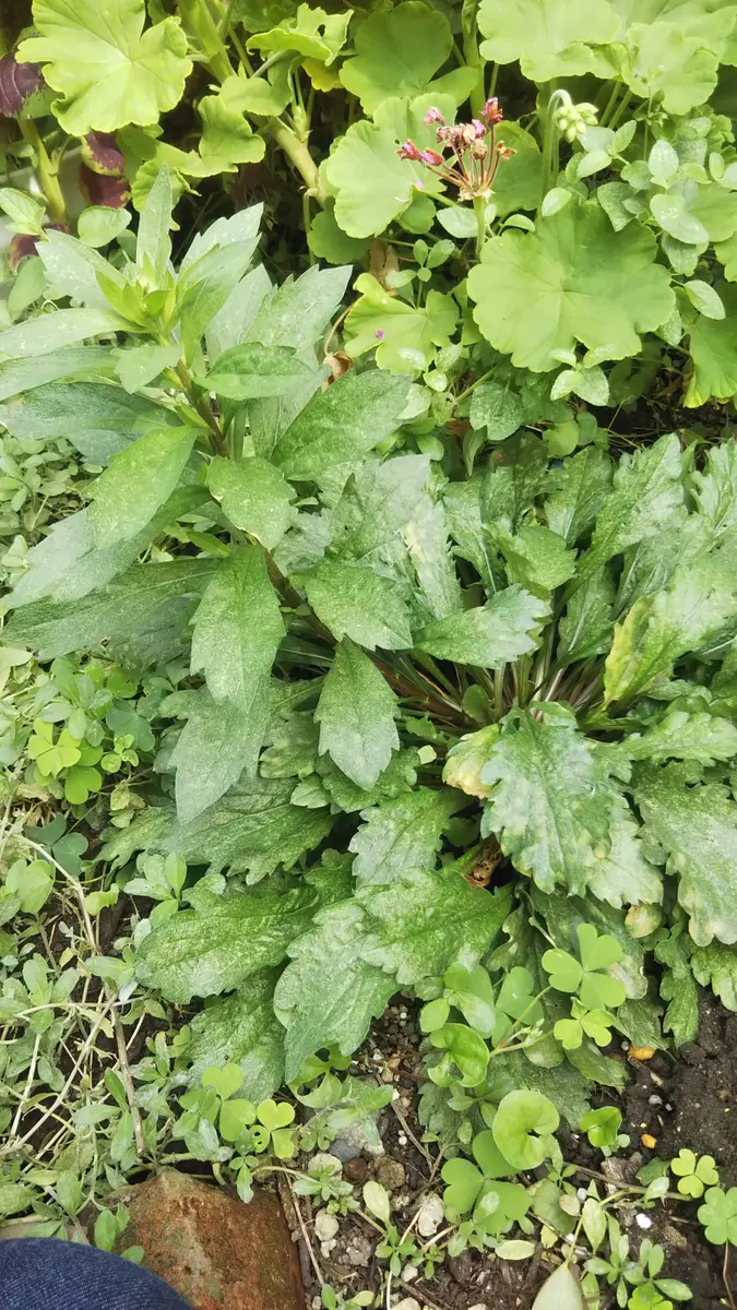 観葉植物 成長中 緑色の葉 つぼみあり 里山ユニット スリムタイプ（背面パネルあり） - 5×緑（ゴバイミドリ