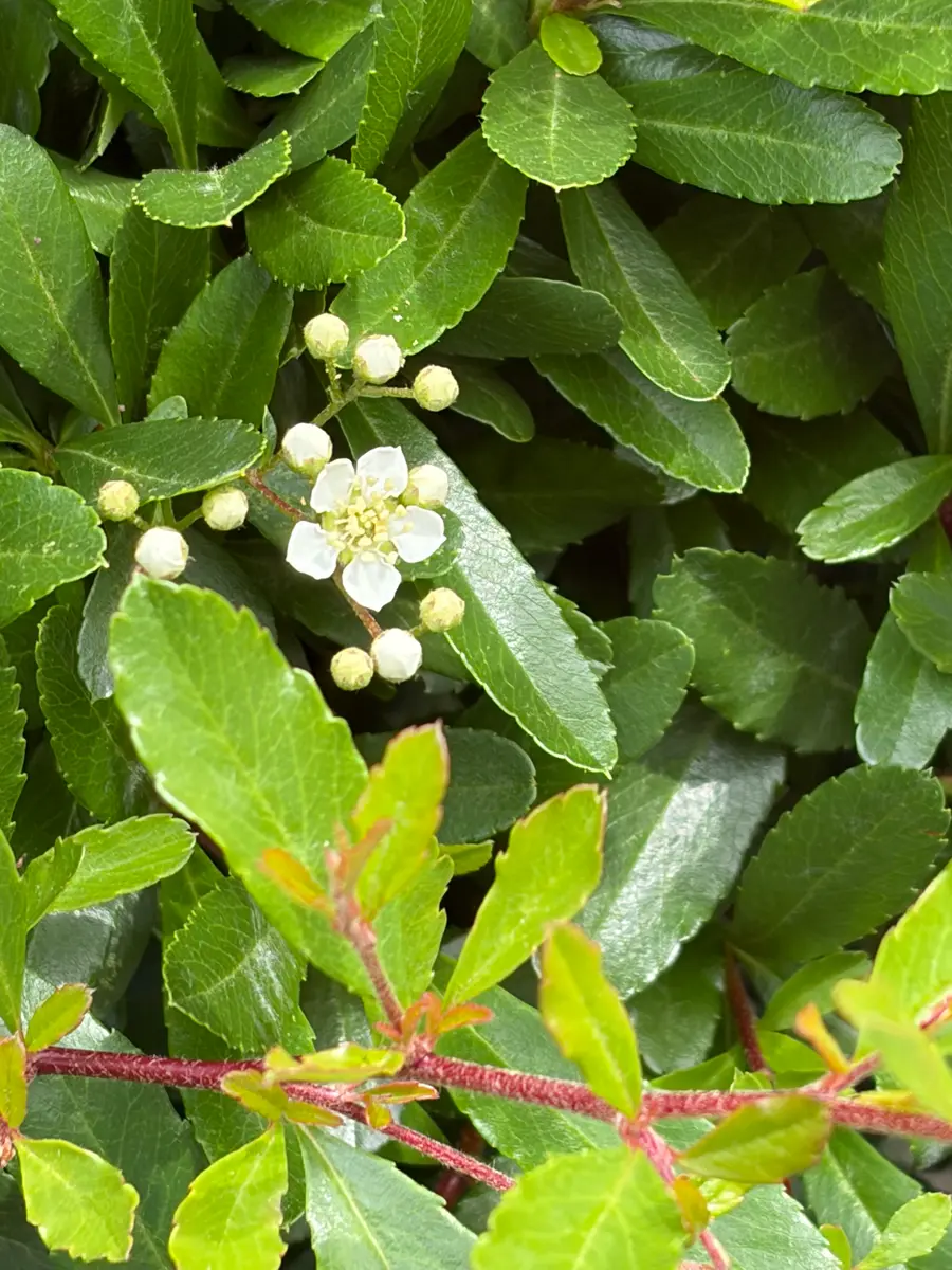 この花木は何でしょうか？三年前くらいからあります今年は、｜園芸