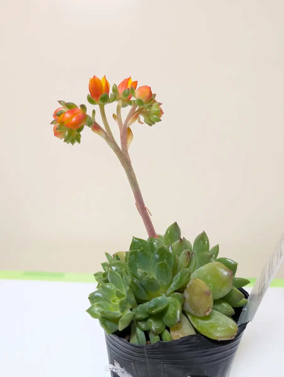 多肉植物　無料でつけるおまけです。 多肉植物 無料でつけるおまけです。 | APPS-BICENTENARIO-PRD-01 多肉