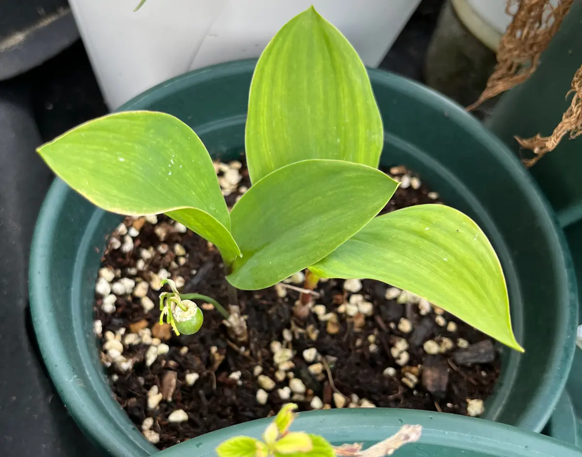 すずらんの事でお聞きしたいのですが、すずらんの花が咲いた後 