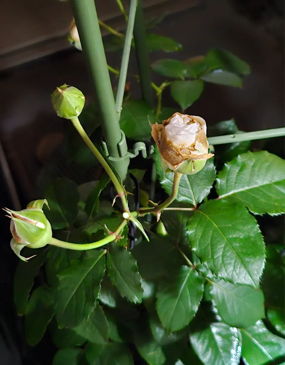 薔薇の蕾が次々に茶色くなります。止めるにはどうしたらいいで
