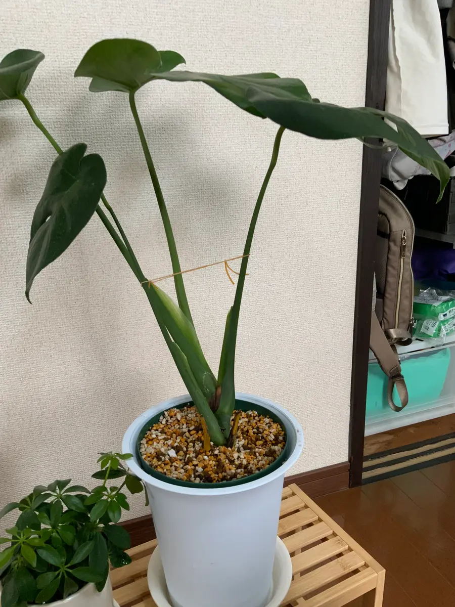 モンステラ初めて1ヶ月前に購入しました。植え替えたら大きい｜園芸