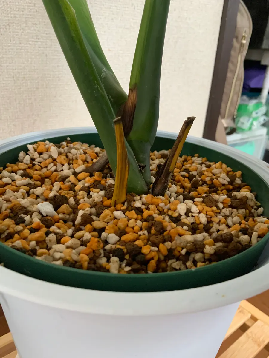 モンステラ初めて1ヶ月前に購入しました。植え替えたら大きい｜園芸