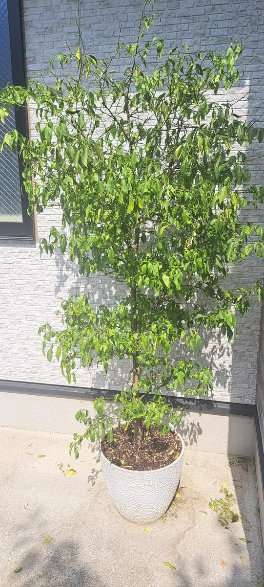 ゆずの木が根詰まりを起こしていたので根を切り、土を入れ換え