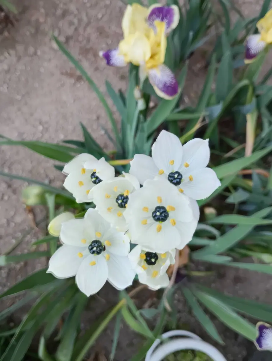 2枚の写真の花は同じものですが、名前がわかりません。教えて 