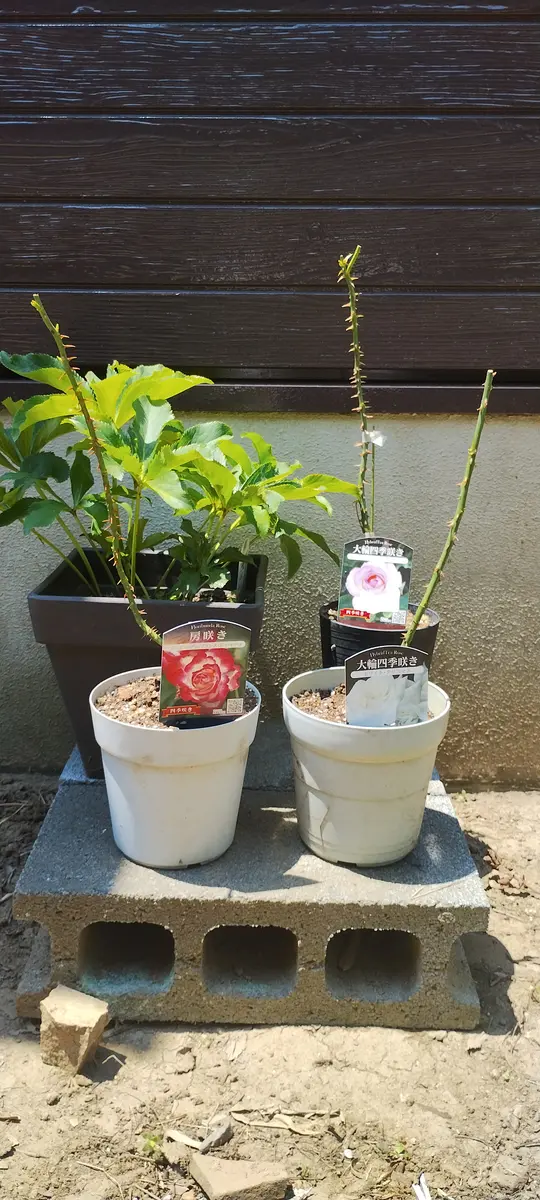 ホームセンターでバラの新苗を買いました。プリンセスドゥモナ