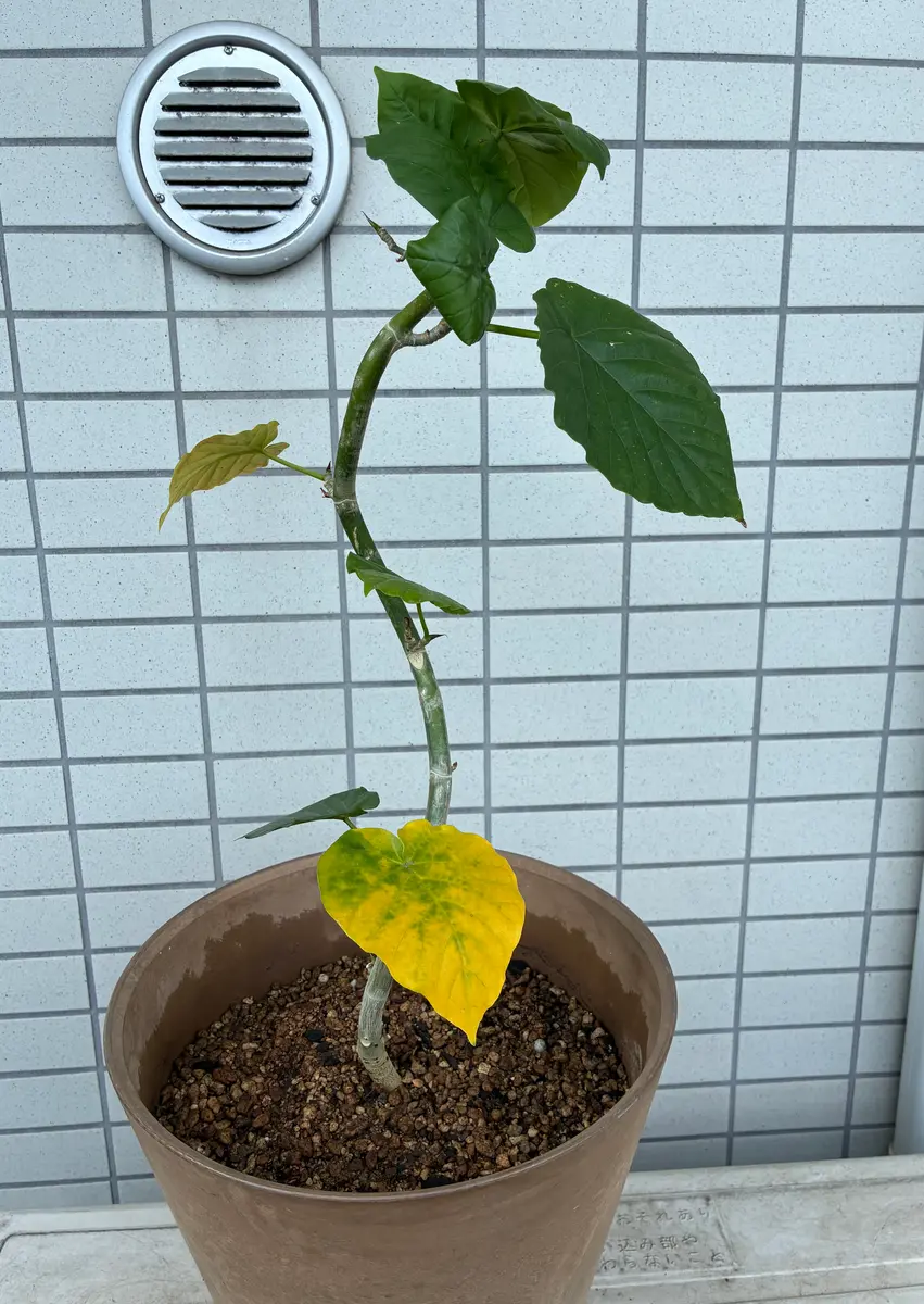 お世話になります。ファカスウンベラータを鉢植えで育ててます