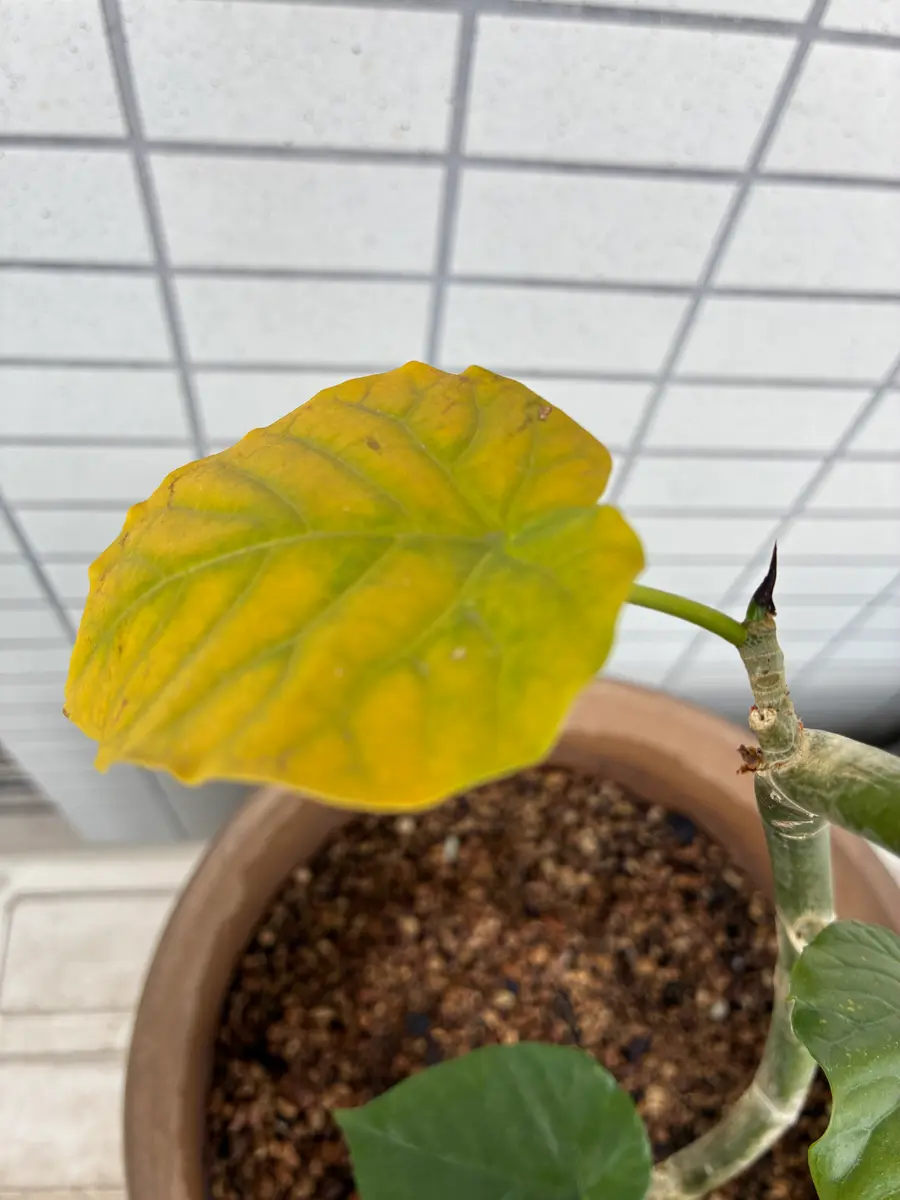 お世話になります。ファカスウンベラータを鉢植えで育ててます