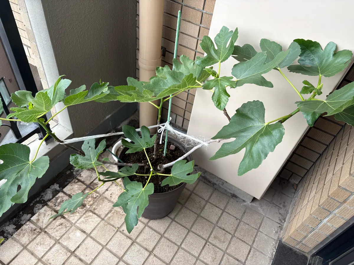2年前からホームセンターで買ったいちじくを育てています。あ...｜園芸 