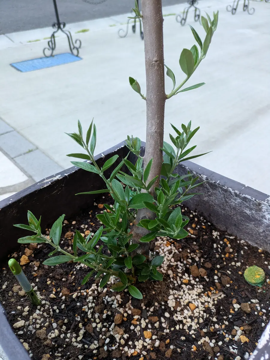 オリーブの新芽(ひこばえ？)が変なところから出てしまいました