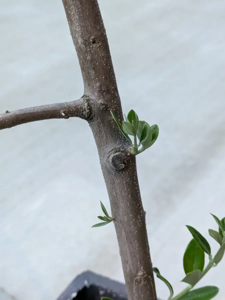 オリーブの新芽(ひこばえ？)が変なところから出てしまいました