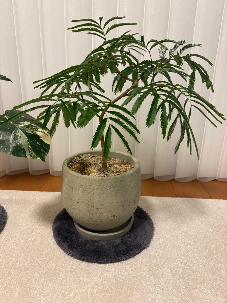 先日エバーフレッシュを4号鉢→8号鉢に植え替えてしまい、当然